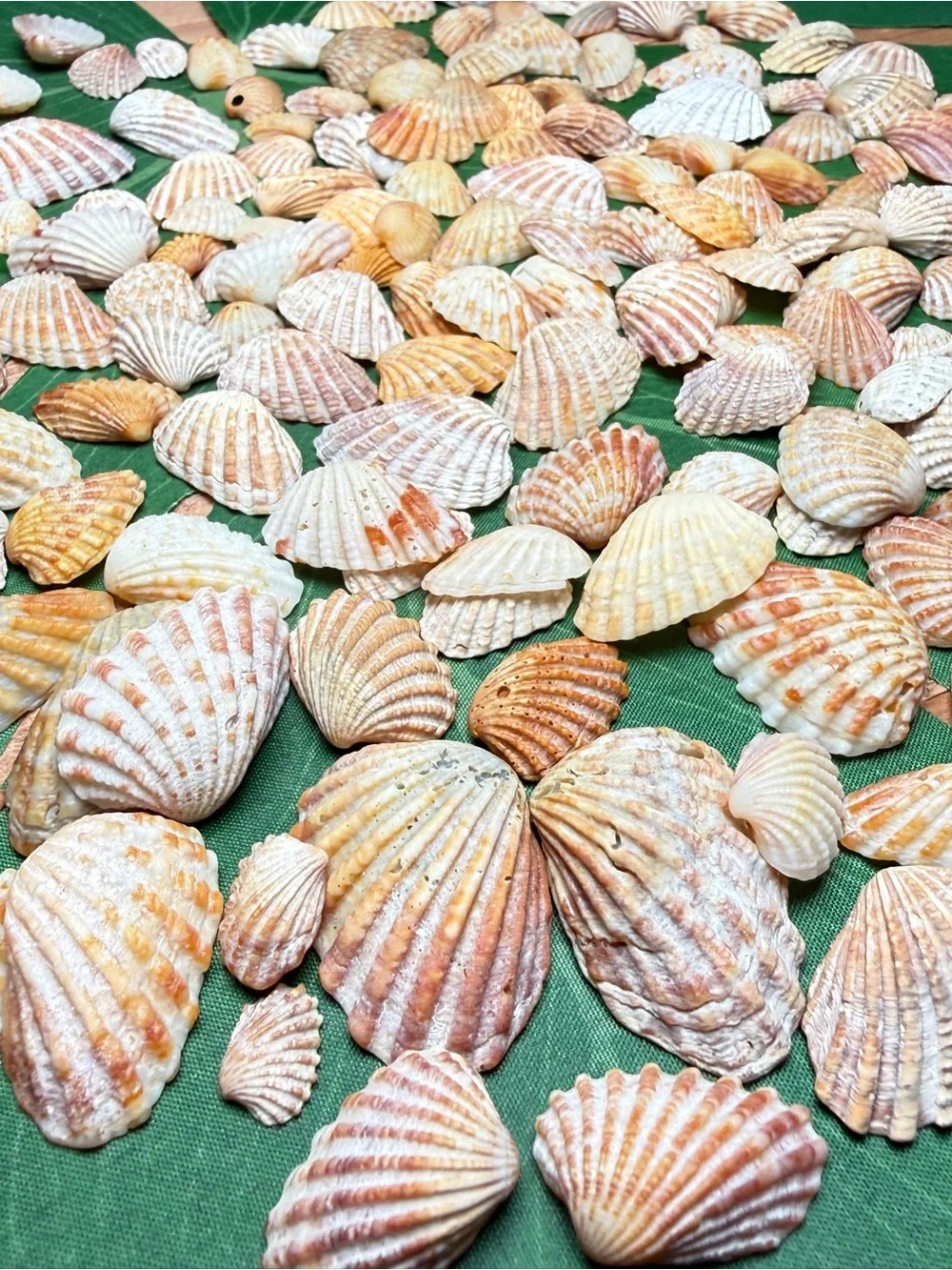 Creating On The Coast 50 mixed